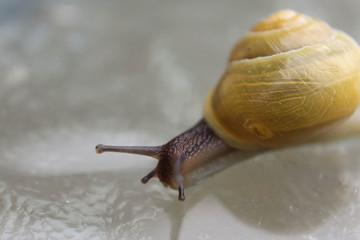 Close up of snail on garden table