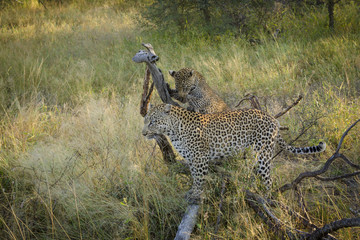Leopard (Panthera pardus) female and cub. Limpopo Province. South Africa