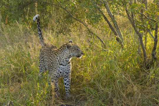 Leopard (Panthera pardus). Limpopo Province. South Africa