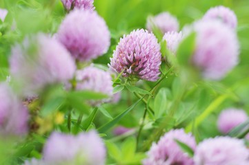 Flowering clover/ Pink clover flower. Closeup summer nature photography © learesphoto