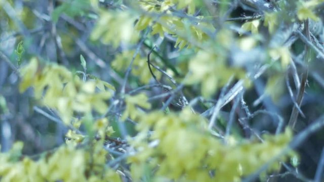 Yellow Spring Flowers Focus Pull 4K Video Resource - Narrow DOP