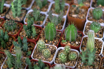 Mini cactus in small pots