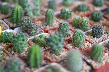 Mini cactus in small pots