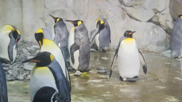 Emperor Penguins