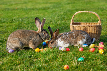 easter bunny with eggs