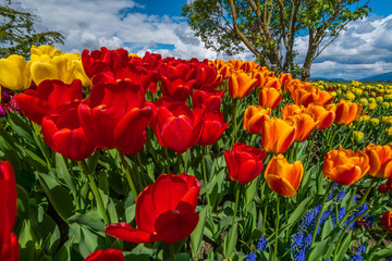 Fototapeta na wymiar Beautiful tulips in the spring. A variety of spring flowers blooming in the beautiful garden. Landscape design - the flower beds of tulips. Skagit, Washington State, USA.