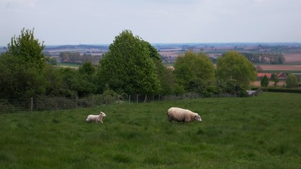 Fototapeta premium Moutons au Mont Kemmel