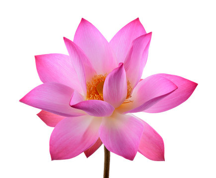 Fototapeta petal lotus flower isolated  on white background