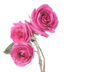 White background with pink roses bouquet