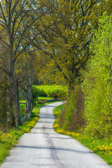 Swedish rural road with blooming flowers during spring