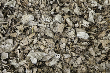 Autumn leaves on the ground