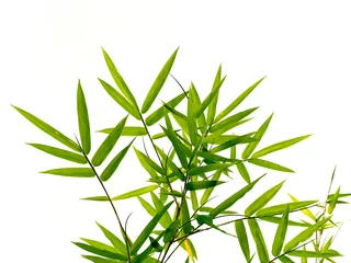 Foto auf Acrylglas Bambus Grüne Bambusblätter im Naturwaldhintergrund.