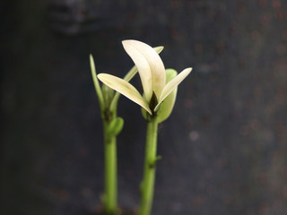 Fototapeta premium Green sprouts growing out from soil. Beginning of new life.