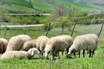 Sheep flock grazing on a meadow landscape