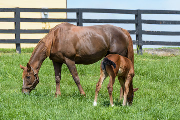 Obraz premium Mare and Foal on a Kentucky horse farm