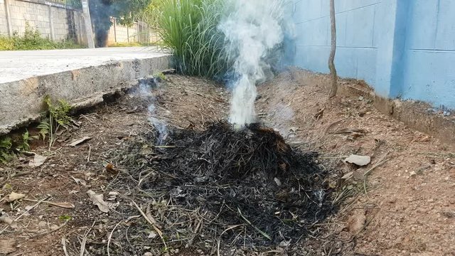 smoke from burning plants in Thailand