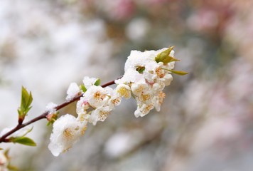 Spring snow on cherry tree in blossom