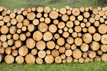 Holzstämme im Wald