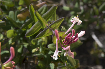 Honeysuckle (Lonicera implexa)