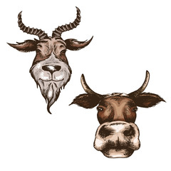 the head goat and cow