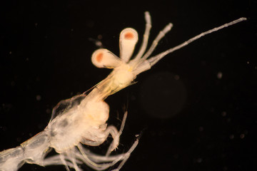 Mysis (zooplankton) under the microscope.