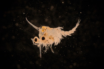 Crab larvae (zooplankton) in marine under microscope.