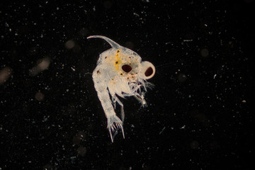 Crab larvae (zooplankton) in marine under microscope.