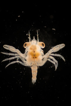 Crab larvae (zooplankton) in marine under microscope.