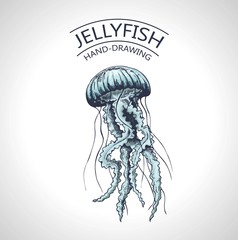 sketch isolated jellyfish