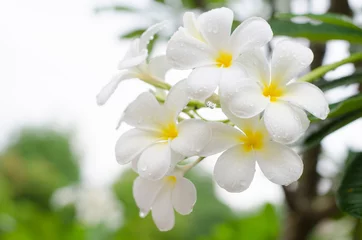 Photo sur Plexiglas Frangipanier Close up white  plumeria or frangipani flowers with water drop in the park.
