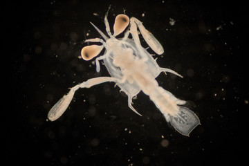 Obraz na płótnie Canvas Crab larvae (zooplankton) in marine under microscope.