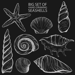 set of stylized seashells