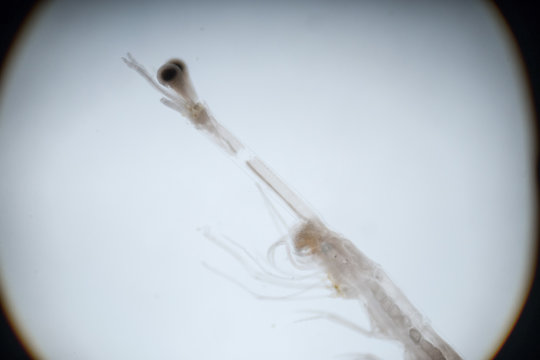 Mysis (zooplankton) under the microscope.