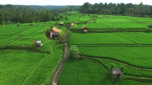 Flight Over Rice Fields in Rural Areas