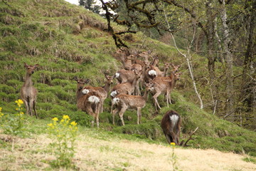 Rehe mit einem Hirsch