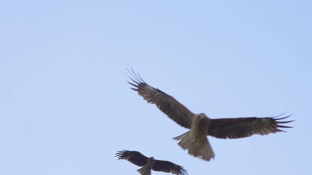 Black kites and hawks flying in blue sky
