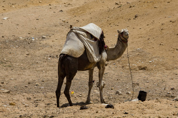 A camel in Egypt
