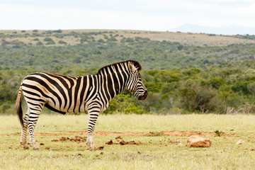 Fototapeta na wymiar Zebra stering and waiting at the dam
