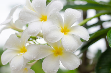 Fototapeta na wymiar Close up white plumeria or frangipani flowers with water drop in the park.