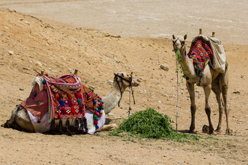 Camels eating in Egypt