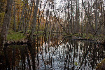 Forest river