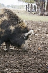 Pig