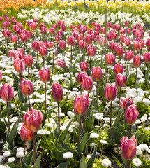 Tulpenfeld - Botanik