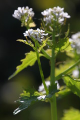 junger Trieb einer Knoblauchsrauke (Alliaria petiolata) mit Blüte im Gegenlicht vor dunklem Hintergrund 