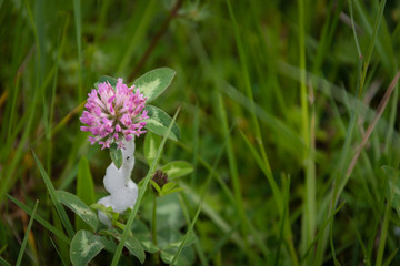 Trifoglio pratense