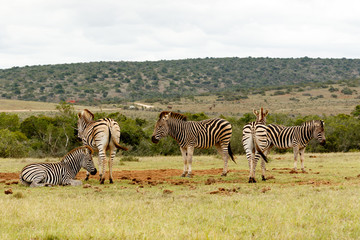 Fototapeta na wymiar Zebras standing in different directions