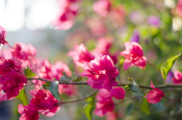Beautiful bougainvillea blooming. Pink flowers. Branches closeup