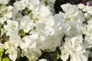 Beautiful bougainvillea blooming. White flowers. Branches closeup