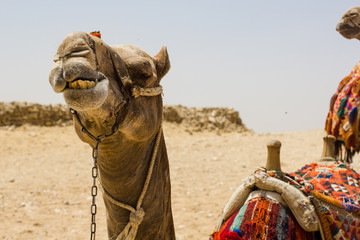 A camel showing his bottom teeth