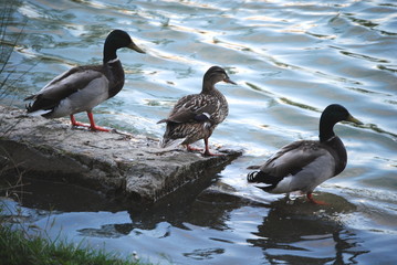 Trio de canards